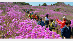 달성군 비슬산 참꽃 활짝