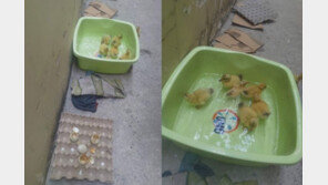 먹으려 산 오리알서 새끼가 ‘툭툭’…24개 샀는데 20개나?