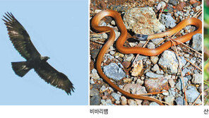 한라산국립공원 ‘깃대종’ 선정 우왕좌왕