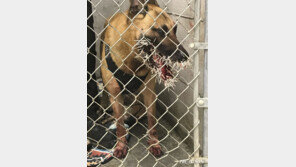 임무 수행 중 하필 고슴도치를 만나 그만…