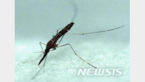 韓말라리아 발생률 OECD 1위…“위험지역 감염 주의해야”