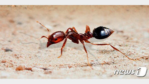 붉은불개미 악몽 재현되나…인천항서 올해 첫 발견