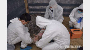 中여행객이 반입한 피자 토핑에서 돼지열병 바이러스 나와