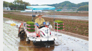 예천군 첫 모내기