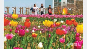 송현근린공원에 튤립 활짝