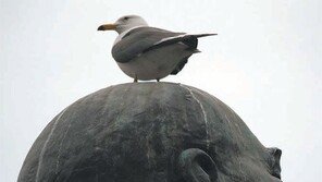 [고양이 눈]레닌 동상의 갈매기