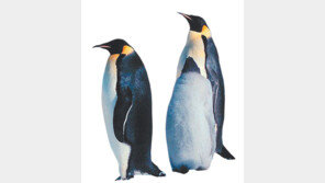 기후변화로 뿔뿔이 흩어진 남극 황제펭귄