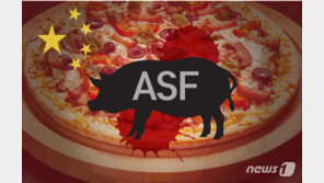 中 관광객 들고 온 피자서 아프리카돼지열병 바이러스 검출