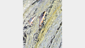 [고양이 눈]흐르는 강물을 거꾸로