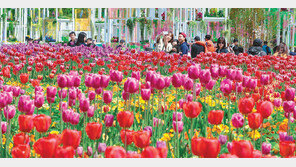 고양은 지금 꽃세상