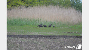고향 길 미루고 순천만 머무는 흑두루미 가족 7마리 ‘화제’