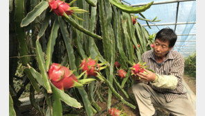 충북도, 아열대 작물을 특화작목으로 만든다