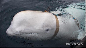 노르웨이, 카메라홀더 목줄 찬 고래에 러 스파이 우려