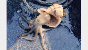 5월부터 낚시로 ‘전어·주꾸미’ 잡으면 과태료 80만원