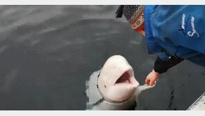 흰고래 몸통에 웬 벨트가?…“러시아 스파이 추정”