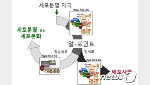 ‘암세포 자살’ 유도하고 암 재발 막을 치료 방법 찾았다