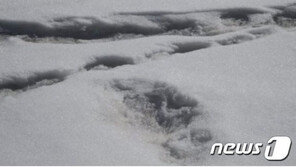 “전설의 설인 ‘예티’ 발자국 발견”…인도군 공식 트윗