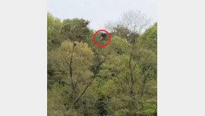 전주서 멸종위기 야생동물 담비 사냥모습 포착…“매우 이례적”