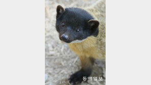 [영상] ‘멸종위기 2급’ 담비, 야산서 포착…“매우 이례적”