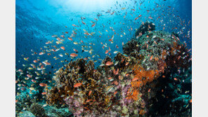 “인류 생존에도 위협”…사상 최대 규모 ‘생물다양성 보고서’ 나온다