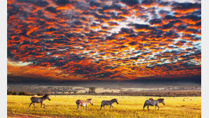 “지구 생물다양성 감소 뚜렷… 이대로면 인류도 위험”