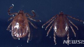 충남서 올해 첫 ‘SFTS’ 환자 발생…“야생진드기 위험↑”