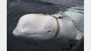 ‘러시아 스파이’ 벨루가, 노르웨이가 좋아요(?)