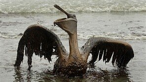 트럼프, 해양시추 안전기준 완화…환경단체 반발