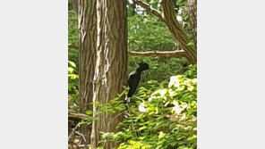 국내 멸종된 줄 알았던 ‘크낙새’ 추정 조류 발견…확인중