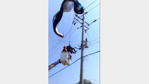 “고압선에 추락한 패러글라이더” 신속 구조…조종사 무사