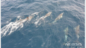 울산 고래바다여행선 올해 첫 고래 발견 ‘성공’