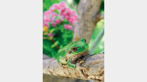 [고양이 눈]폭염전야