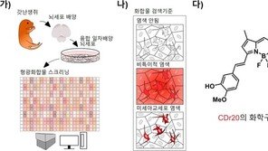 ‘뇌 속 청소부’ 추적해 치매 치료 길 연다