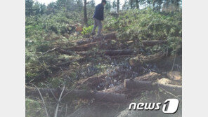 “지구서 매년 산림 650만ha 사라져”…동식물 100만종 멸종위기