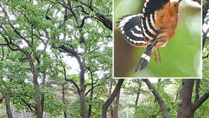 앵글에 담는 ‘후투티’ 새의 모정