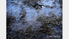 여름 알리는 ‘입하’ 지났는데…대관령엔 ‘서리’