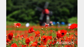 “꽃이 예뻐서”…텃밭서 양귀비 재배 60대 입건