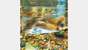 [고양이 눈]눈맞춤