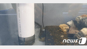 멸종위기 1급 ‘여울마자’ 복원…치어 1000마리 남강에 방류