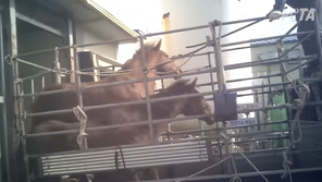 매 맞으며 도축장으로…퇴역 경주마 학대 논란 