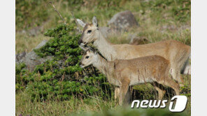 ‘천덕꾸러기’ 한라산 노루, 6년만에 유해야생동물서 해제