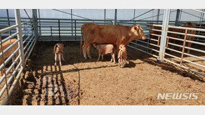 세쌍둥이 송아지 출산한 암소…충북 음성 한우농가 “경사났네”