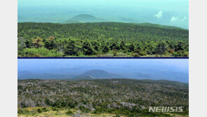 한라산 구상나무 39% 기후변화로 쇠퇴…고산 침엽수 자생지 집단고사 중