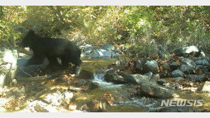 DMZ에 멸종위기종 반달가슴곰 산다…“최소 3마리 서식 추정”