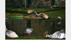 국내 멸종 ‘따오기’, 40년 만에 한반도서 다시 날다