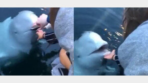 [영상]바다에 빠진 휴대전화 찾아준 고래…혹시 ‘스파이 훈련’ 벨루가?