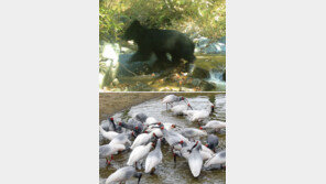 DMZ에 사는 야생 반달곰… 자연으로 돌아가는 따오기