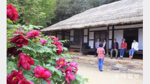 모란꽃 만개한 김영랑 시인 생가