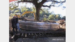 180년 된 보호대상 떡갈나무 뽑은 美부부에 벌금 7억원