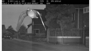 “과속하셨습니다”…독일서 신호위반한 비둘기 ‘찰칵’